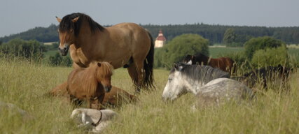 Koně na pastvinách